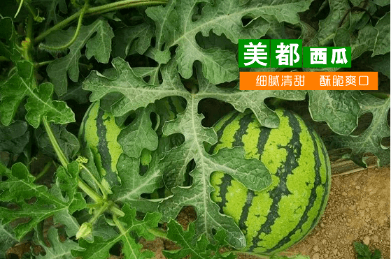 美都西瓜吃瓜群众的口福来啦~~已相继上市美都,苏梦6号等品种的西瓜