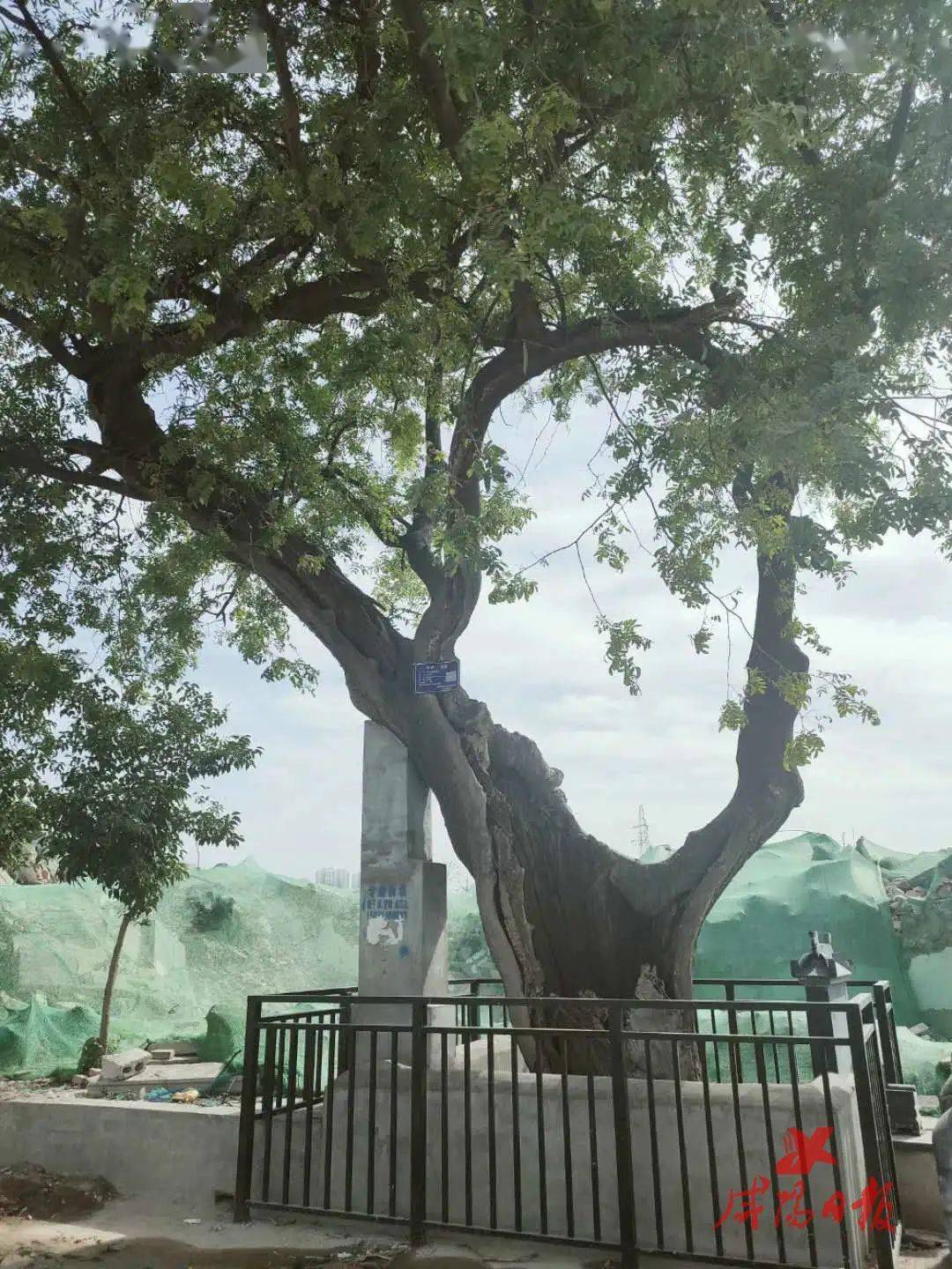 出手咸阳这棵400年古树被及时保护
