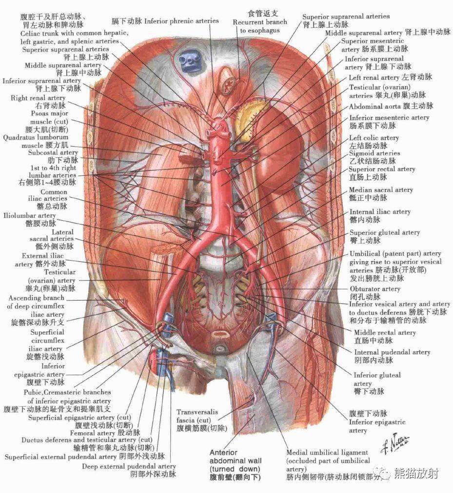 腹主动脉解剖图图片