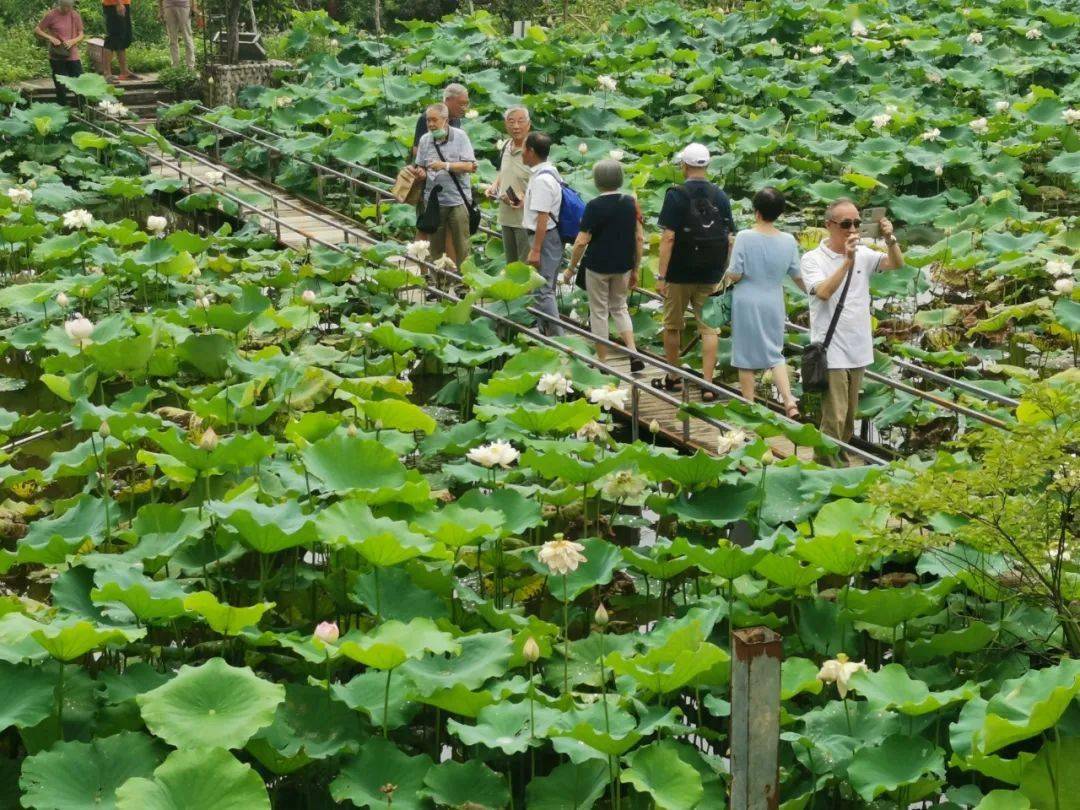 同安莲花旅游景点大全图片