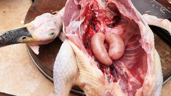 农村土鸭双个大鸭肾一看就知道是老鸭