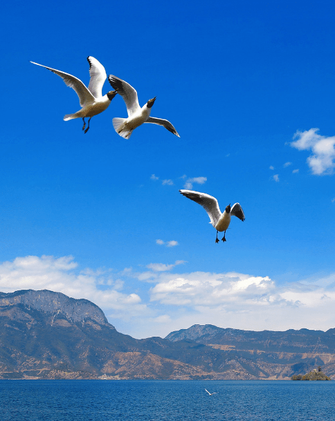 古琴曲鸥鹭忘机背后的故事你知道吗