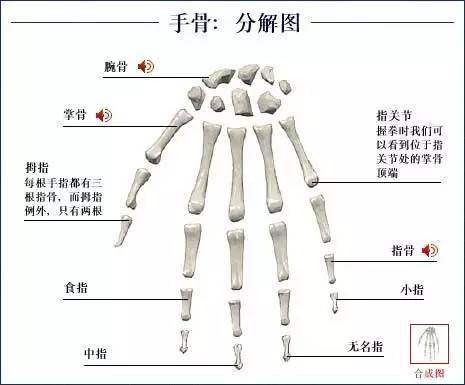 老虎掌骨结构图图片