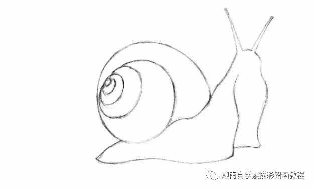 蜗壳的简单画法图片