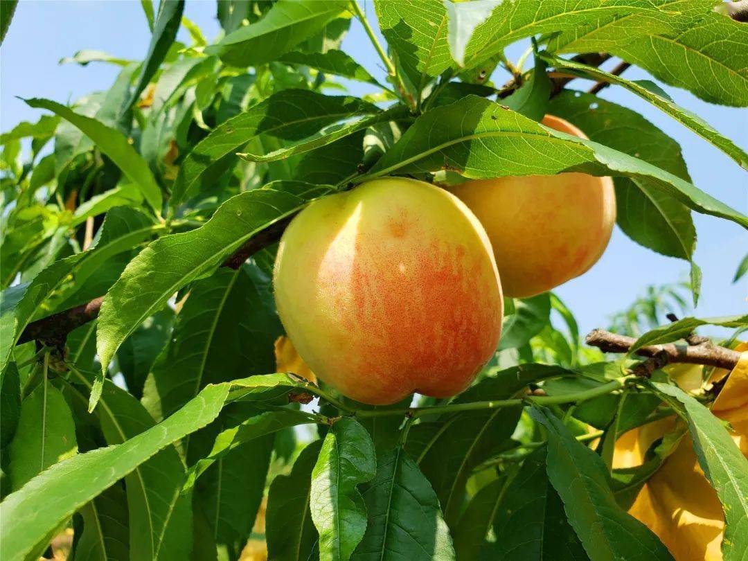 第一批园中园水蜜桃新鲜上市!_手机搜狐网