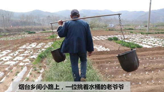 看烟台农村老爷爷挑水浇菜园的场景很传统的生活方式