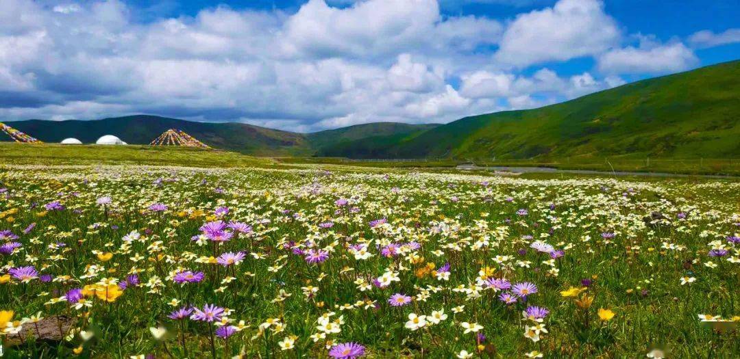 80000余亩花海绽放!成都周边这6大草原花海值得收藏