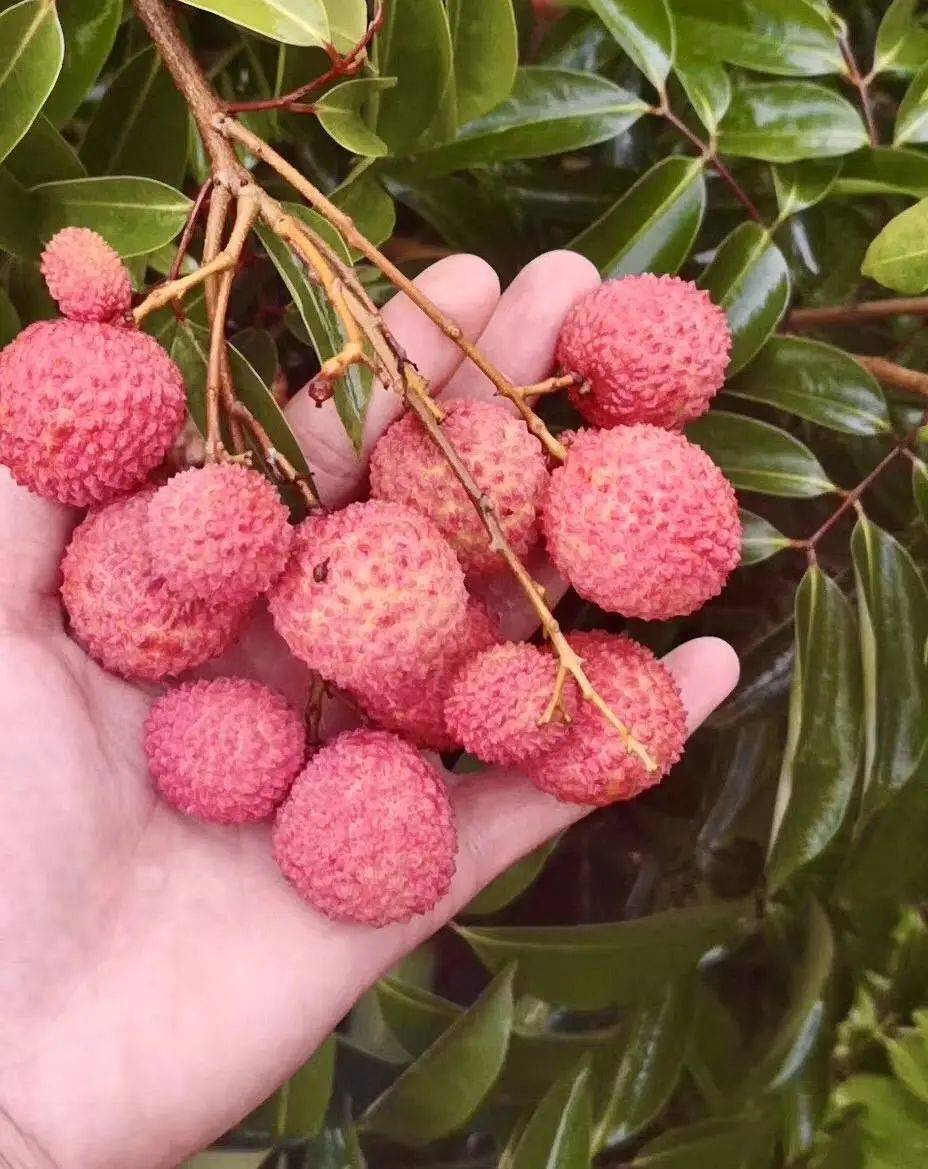 荔枝届的"爱马仕"【镇隆桂味荔枝】低至10元/斤!广东省包邮!