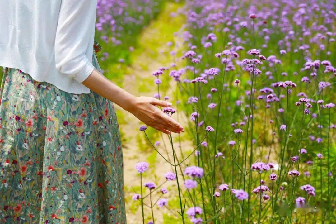 美女站在花海背影图图片