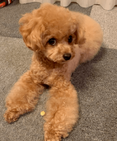 网友家的贵宾,一犯错就这副表情,真是想骂都张不开嘴