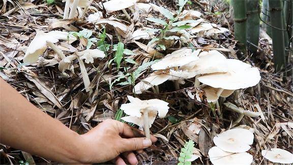 这种白色的野生菌你敢吃吗父子俩发现了一大片开心的不得了