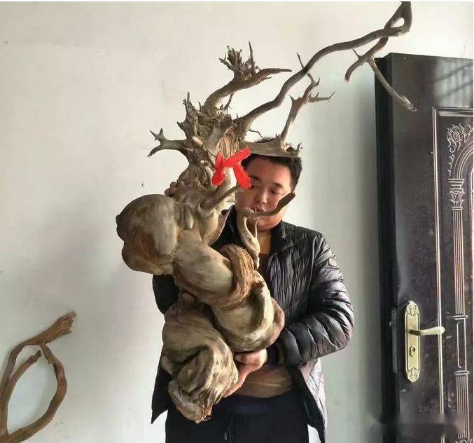 总价值几十个亿,这才是中国太行精品崖柏.