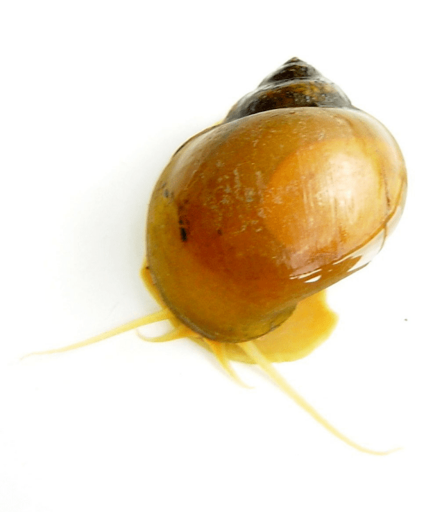 福寿螺是许多人的盘中美味 但绝不能忽视其危害性!