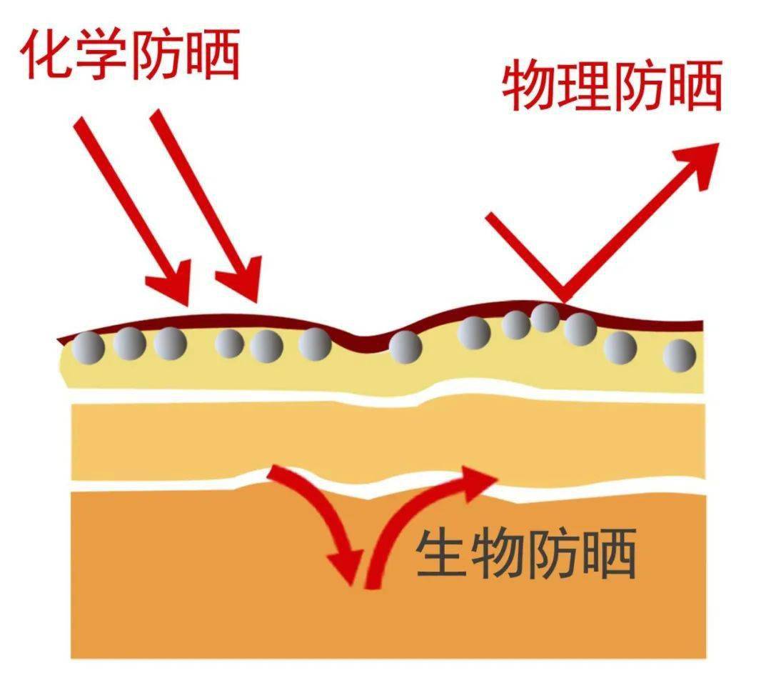化学防晒质地比较轻薄,靠吸收紫外线并让它由人体代谢来防晒,但里面的