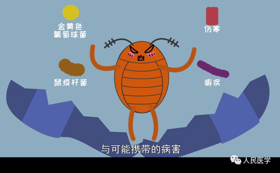 也不招人喜欢,但它是生态链中的重要一环,蟑螂承担着给某些植物传粉的