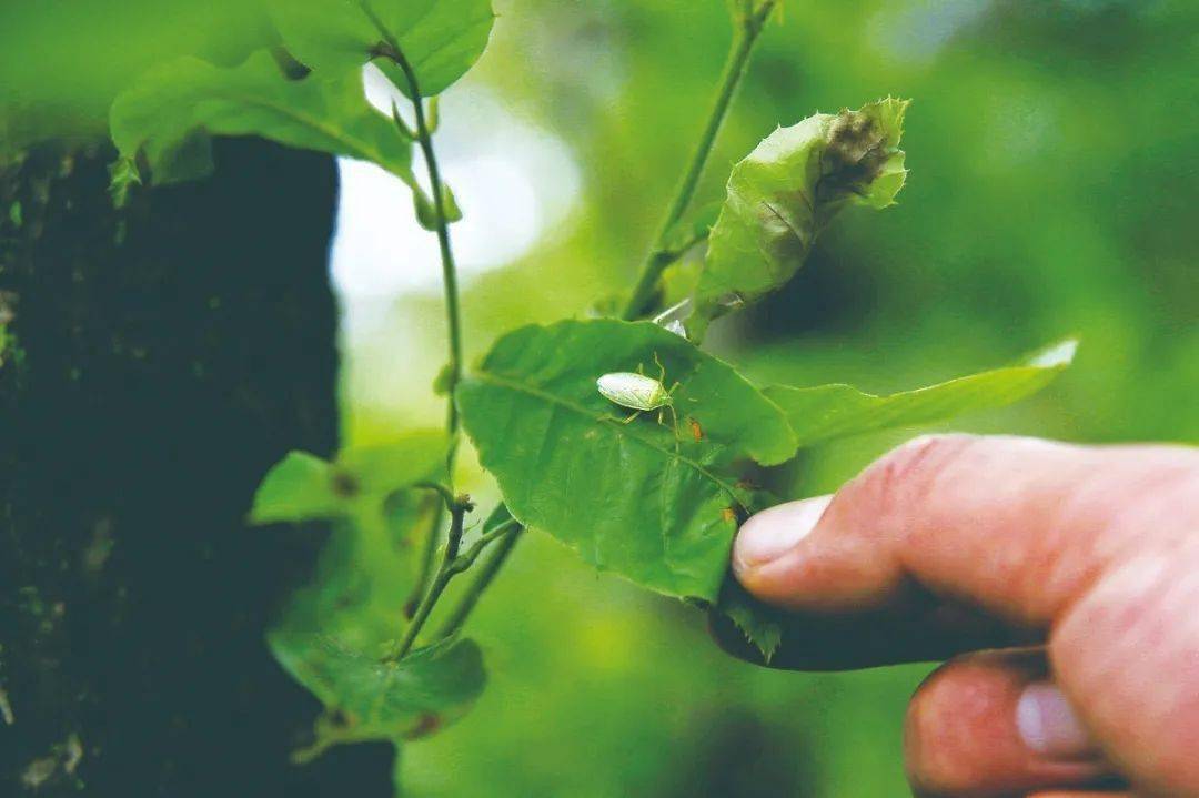 【视觉志】这场"人虫大战",结果让你绝对想不到!