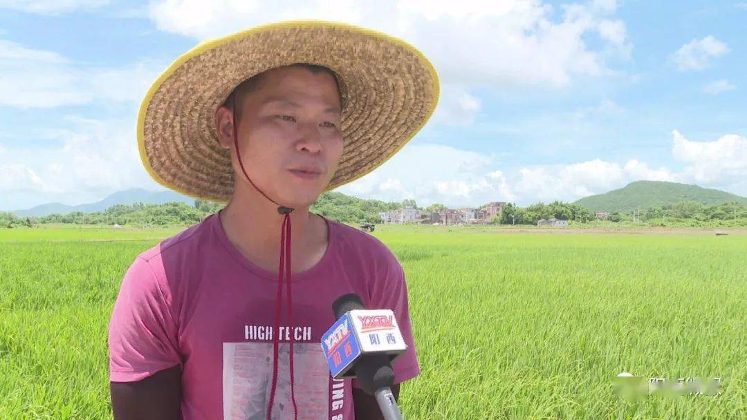 省媒看阳西广东唯一程村海水稻试种长势喜人