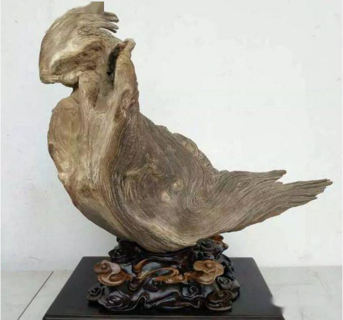 总价值几十个亿,这才是中国太行精品崖柏.