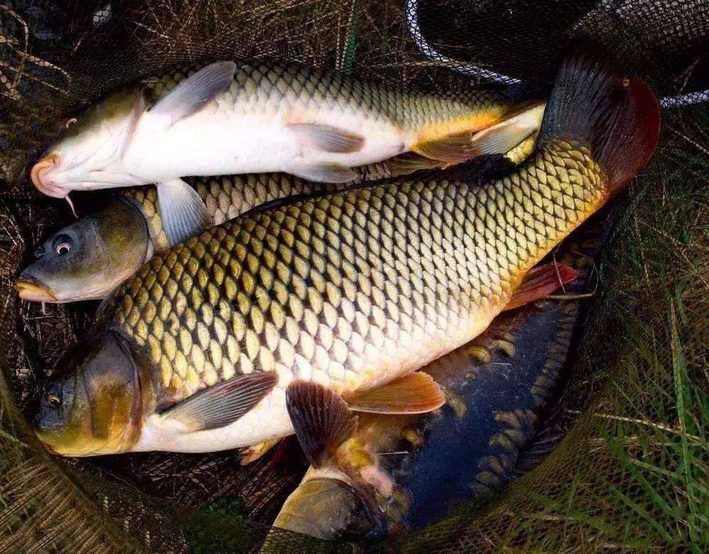 騎摩托車進山釣魚金光閃閃的野生鯉魚很漂亮