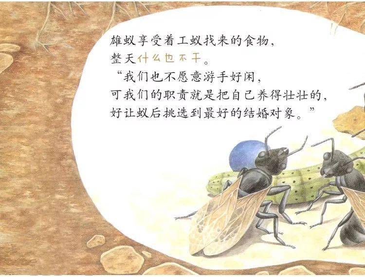 【绘本时光】大力士——蚂蚁