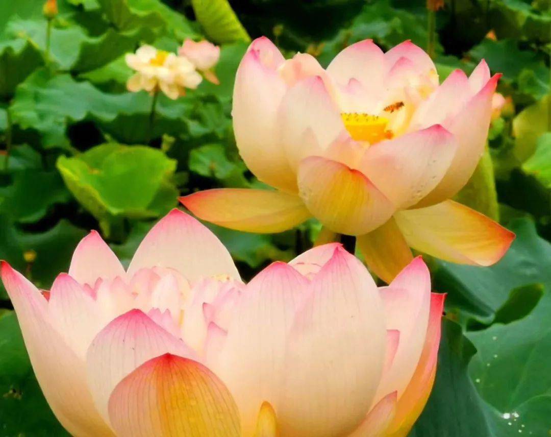 粉嫩洁白的荷花从荷叶间探出头来