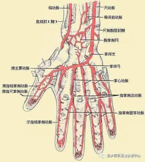 上肢动脉血管详细解剖