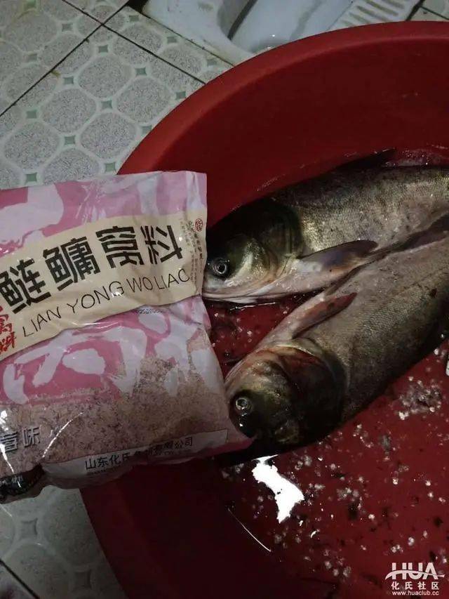 五#化氏鲢鳙窝料渔获战报#时间:6月13日地点:如东运河入海口附近网段