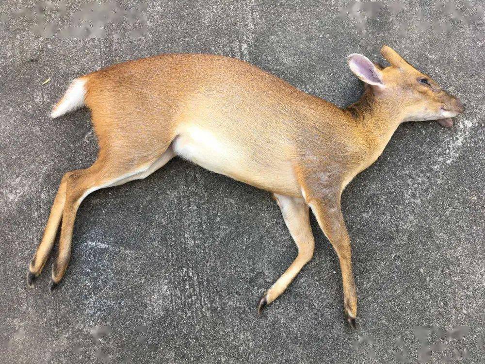 提醒兴国人还敢卖赣州一男子非法售卖野生动物被民警发现