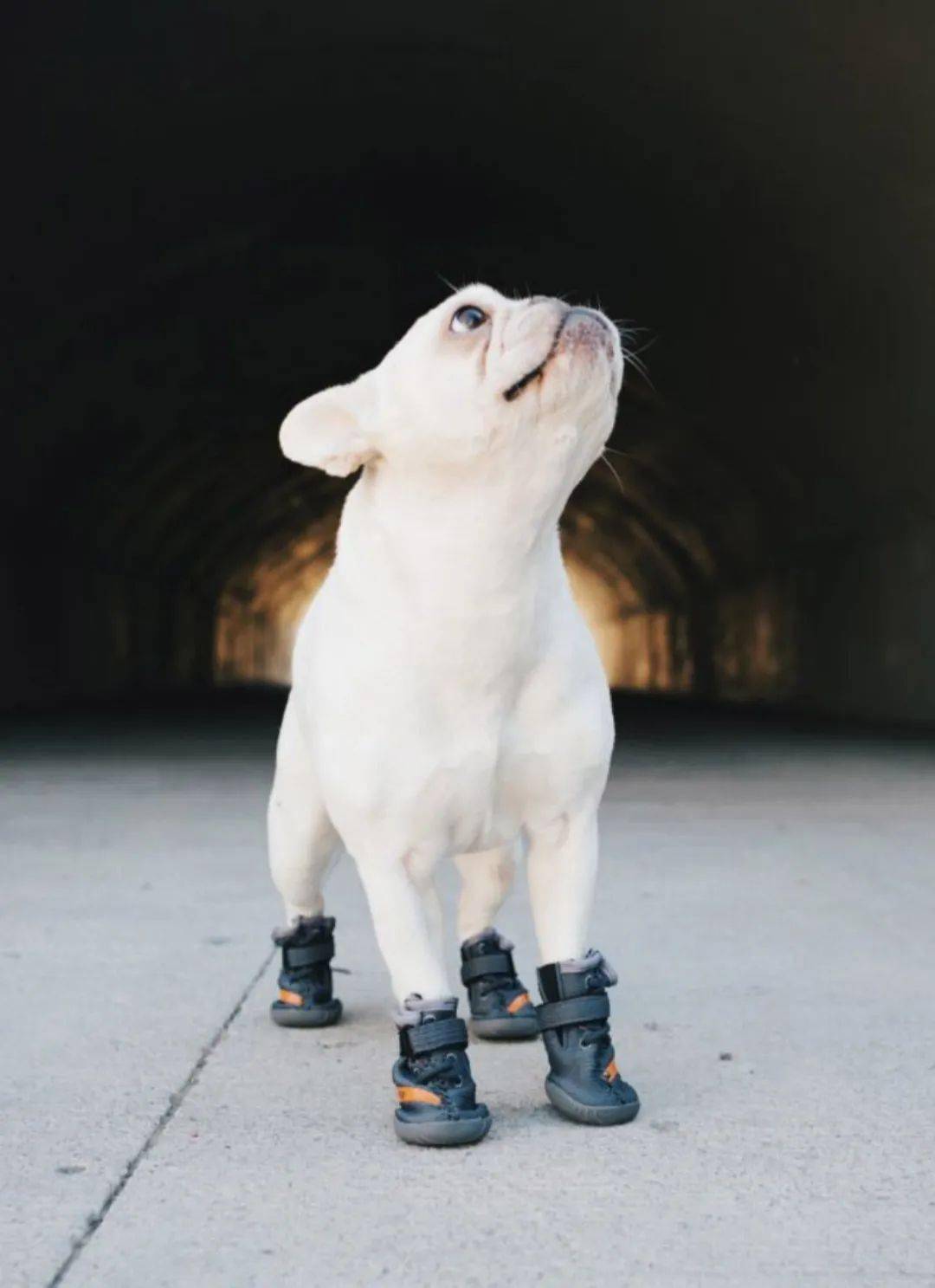 如果你想给自己的狗狗提供好看的鞋子那今天小编看到的这个消息非常