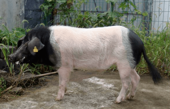 中国地方猪种地理与文化(第一期)——金华猪