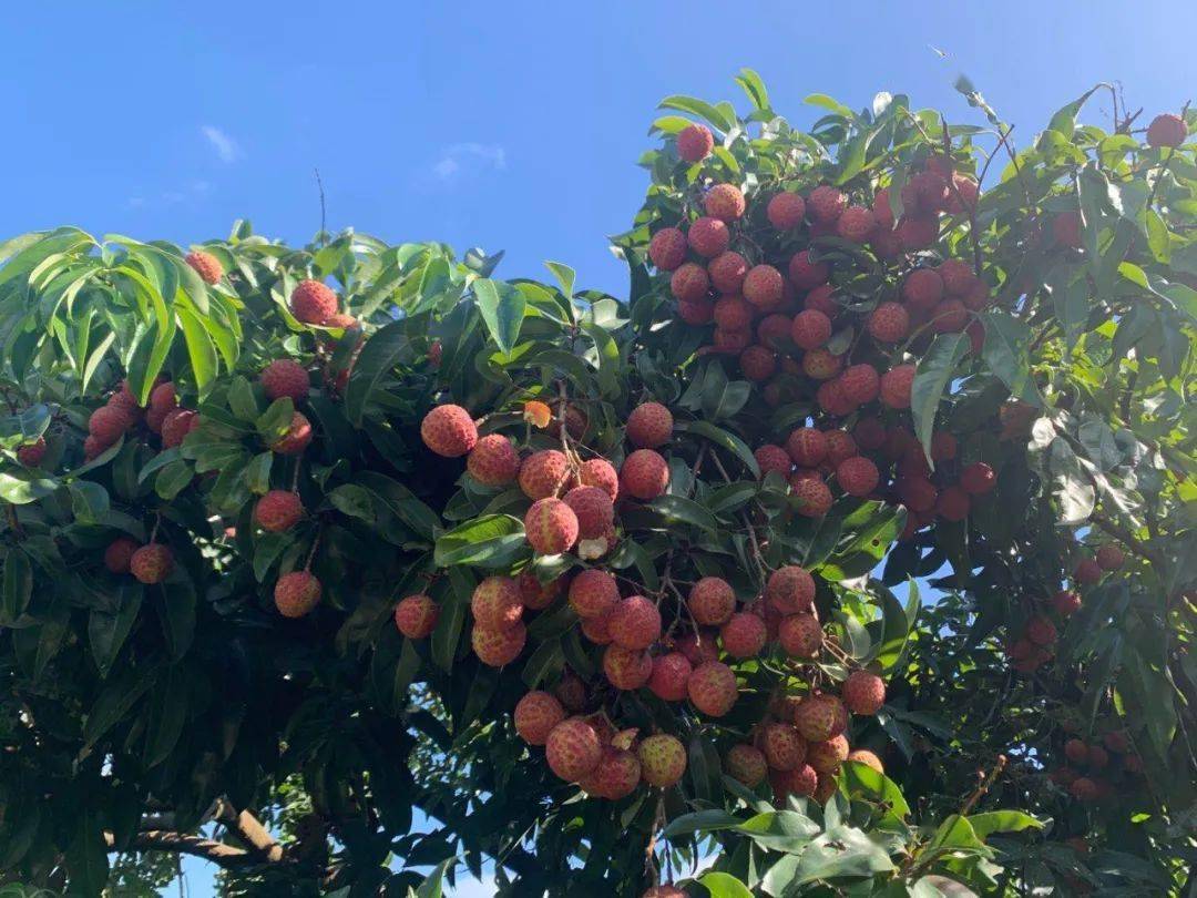 百果园,鑫荣懋等20余家采购商走进惠州荔枝基地!