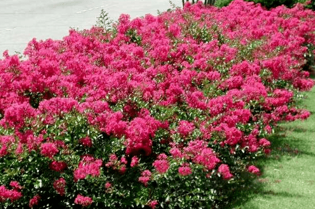 看似简单的绿篱设置原来还有这么多学问