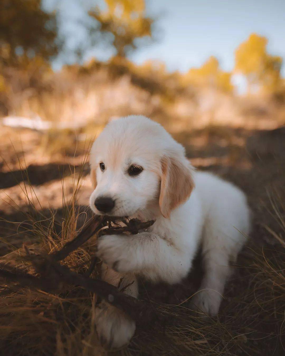 奶白色的小金毛,不得不喜欢呢