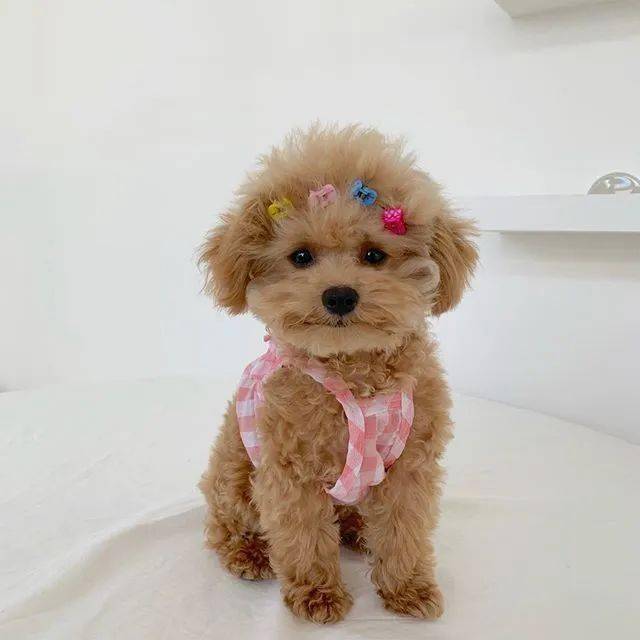 主人给家里的小贵宾梳了个小辫儿,两天后一解开……笑喷了!_狗狗