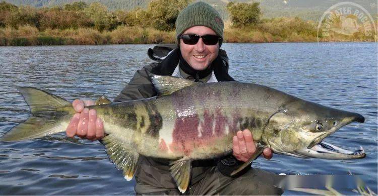 可以生吃吗?_鲑鱼