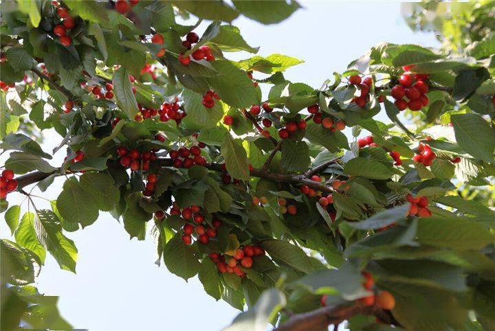 珊瑚树,石榴,杨梅,柚,石楠,火棘,小檗,小叶女贞,构骨,胡颓子,桃叶珊瑚