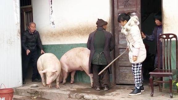 四川姑娘家杀猪300斤的大肥猪满院子跑四五个人都拖不动