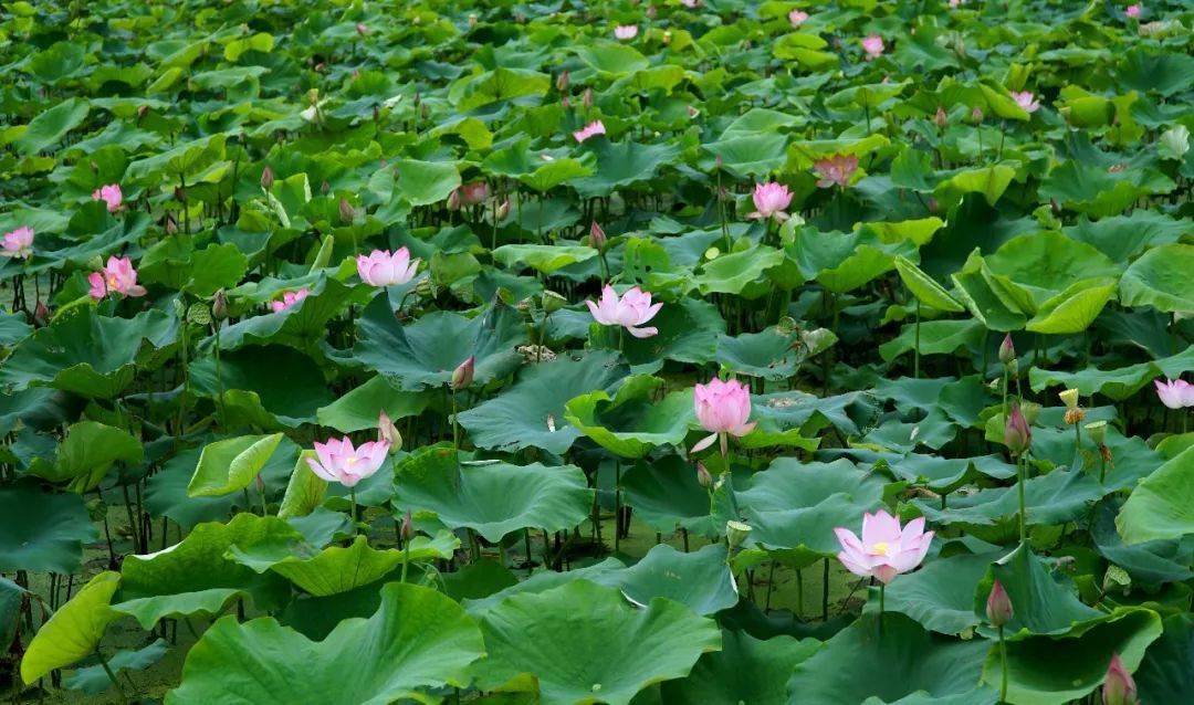 夏日限定!打卡宁德9处唯美荷塘,捕捉最美的夏天