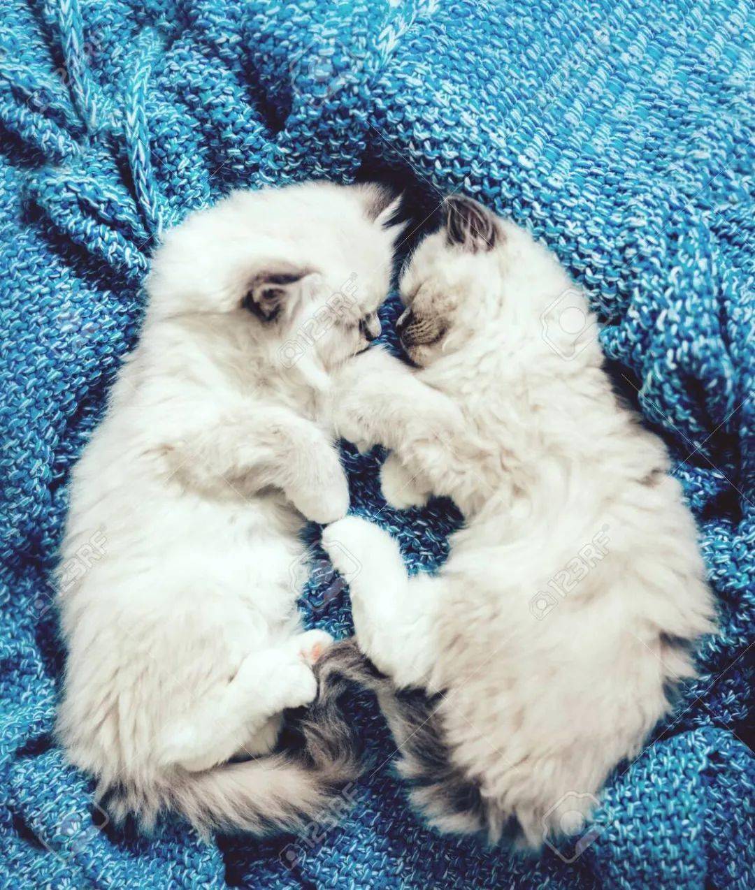 布偶猫,就是睡觉也没停下卖萌