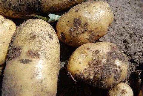 马铃薯白绢病 病害 症状:  主要 危害块茎