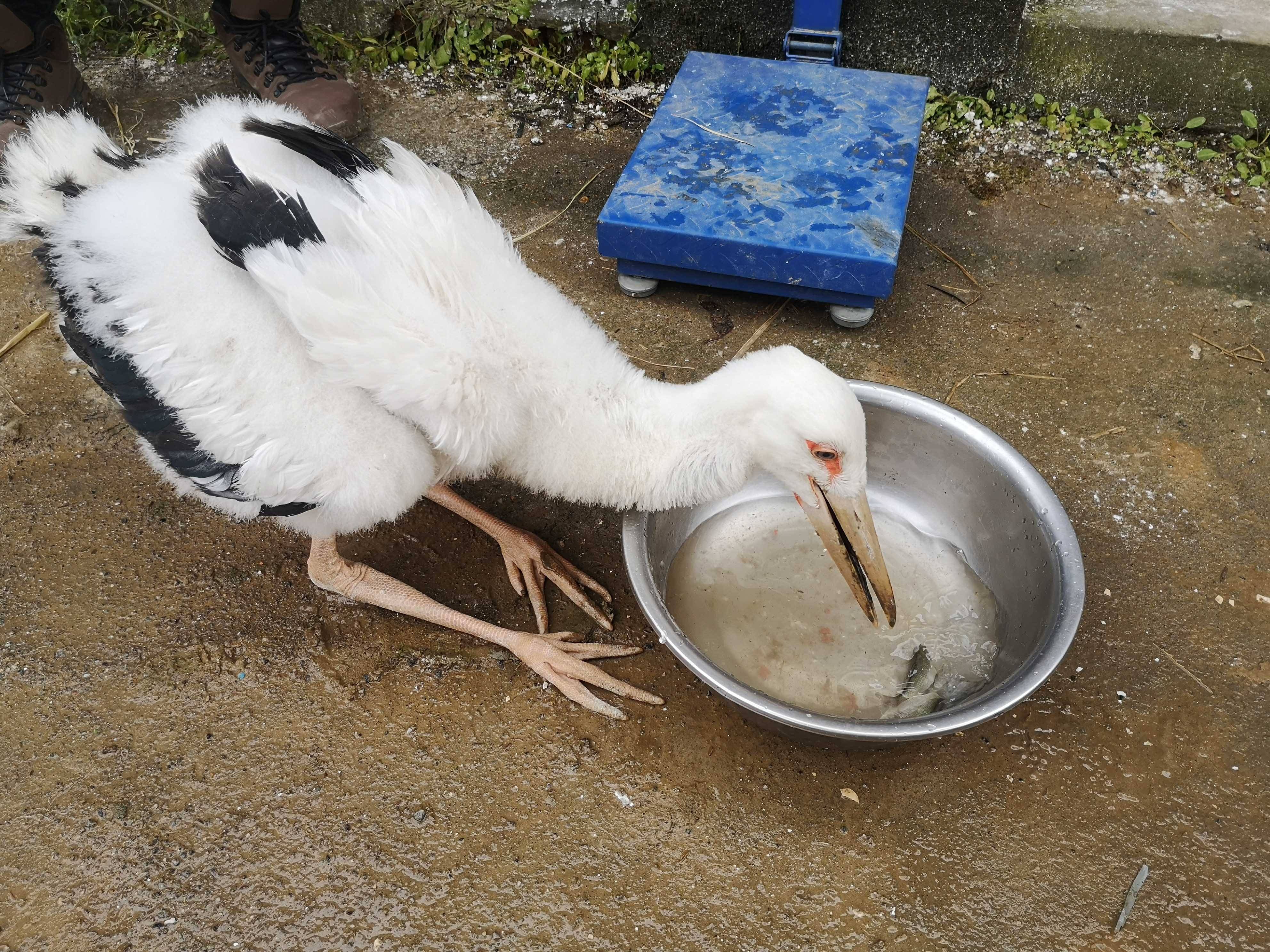 三只东方白鹳鄱阳湖畔放归自然