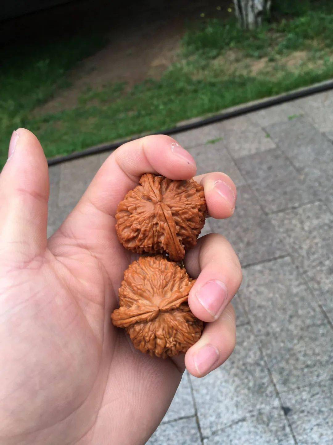 一对盘玩了5年的白狮子头,漂亮吗?您怎么看?_核桃