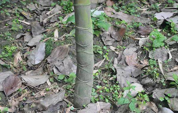 竹种类变形毛竹