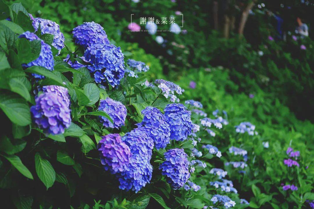 镰仓紫阳花开好时节风物闲美无尽夏