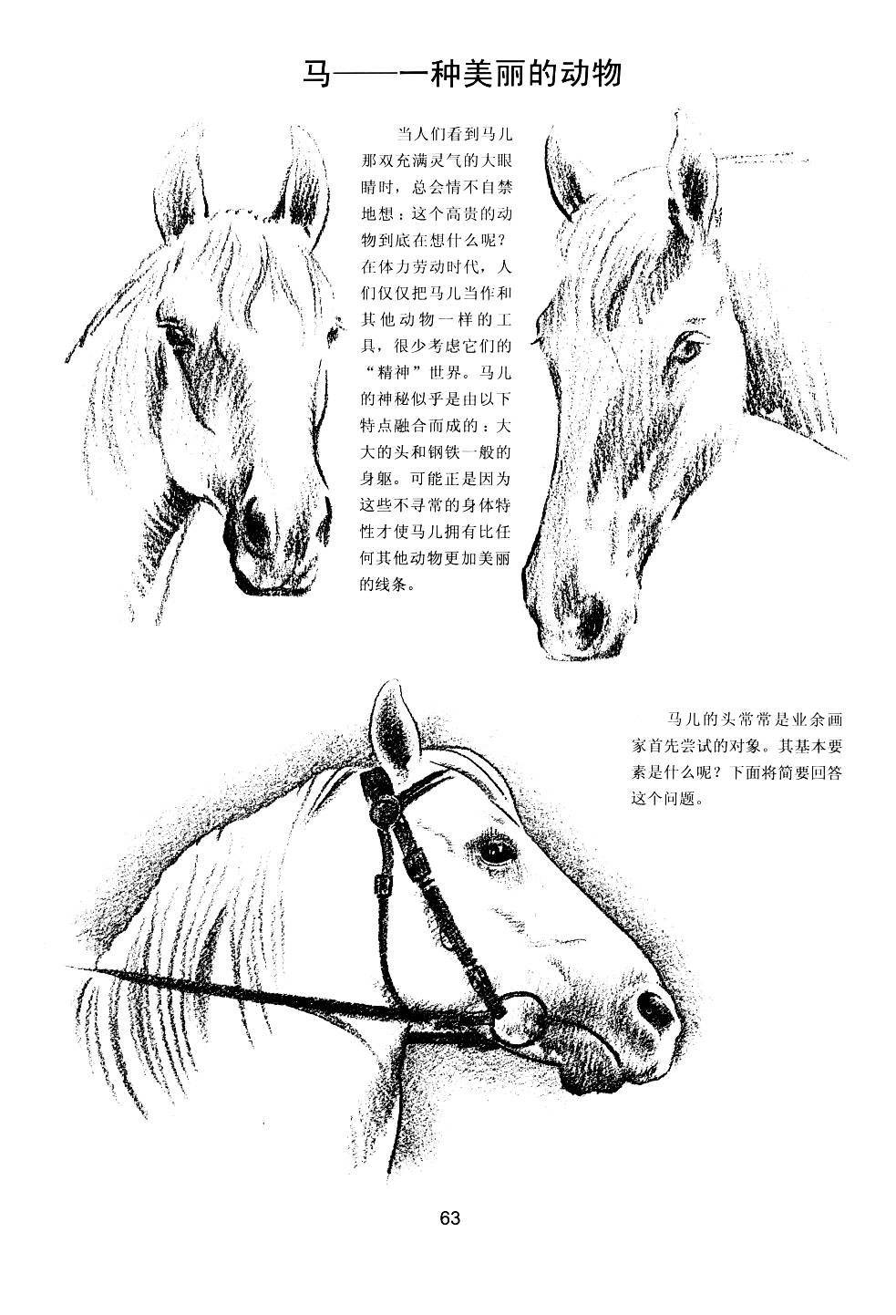 世界绘画经典教程：动物素描-搜狐大视野-搜狐新闻