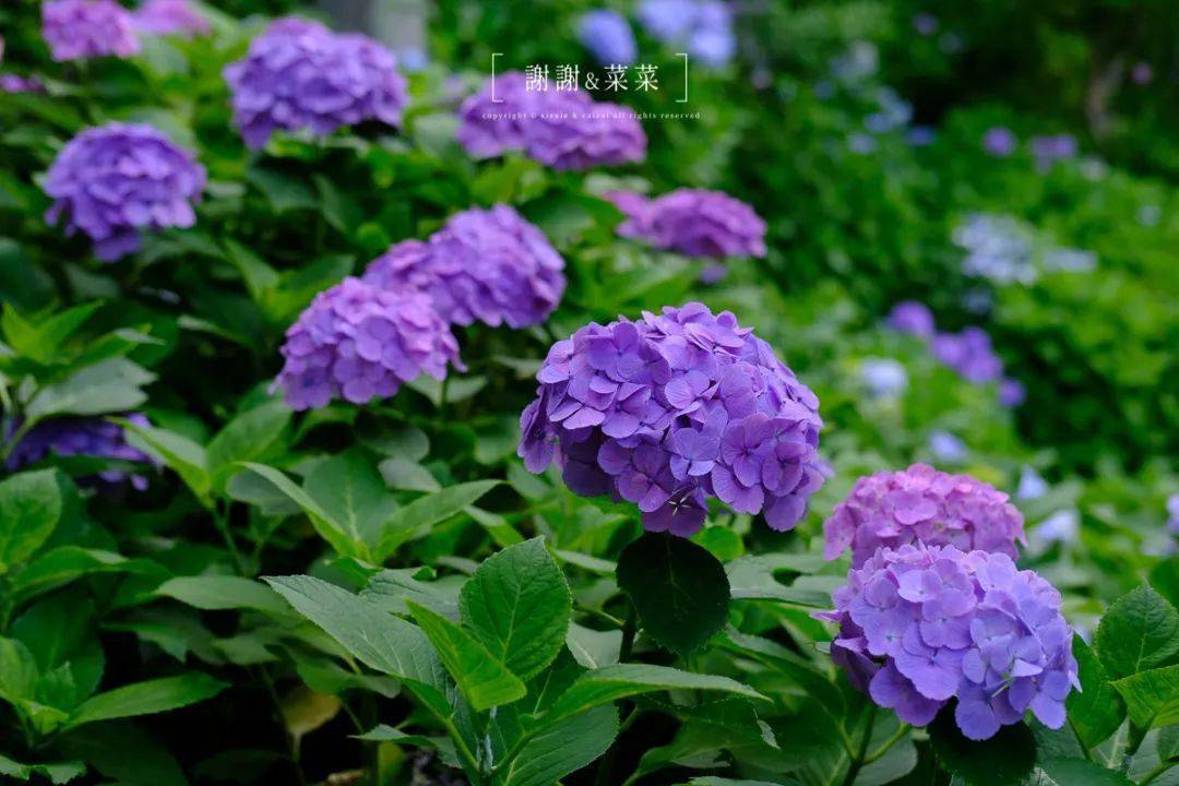 镰仓紫阳花开好时节风物闲美无尽夏