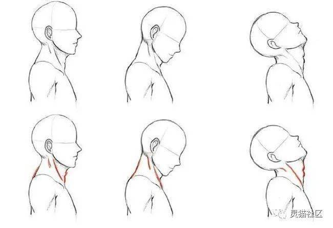 素描脖子结构图片图片
