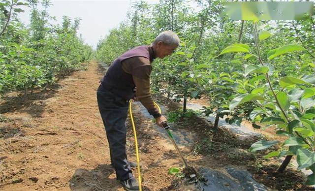 如何给苹果树施肥与拉枝