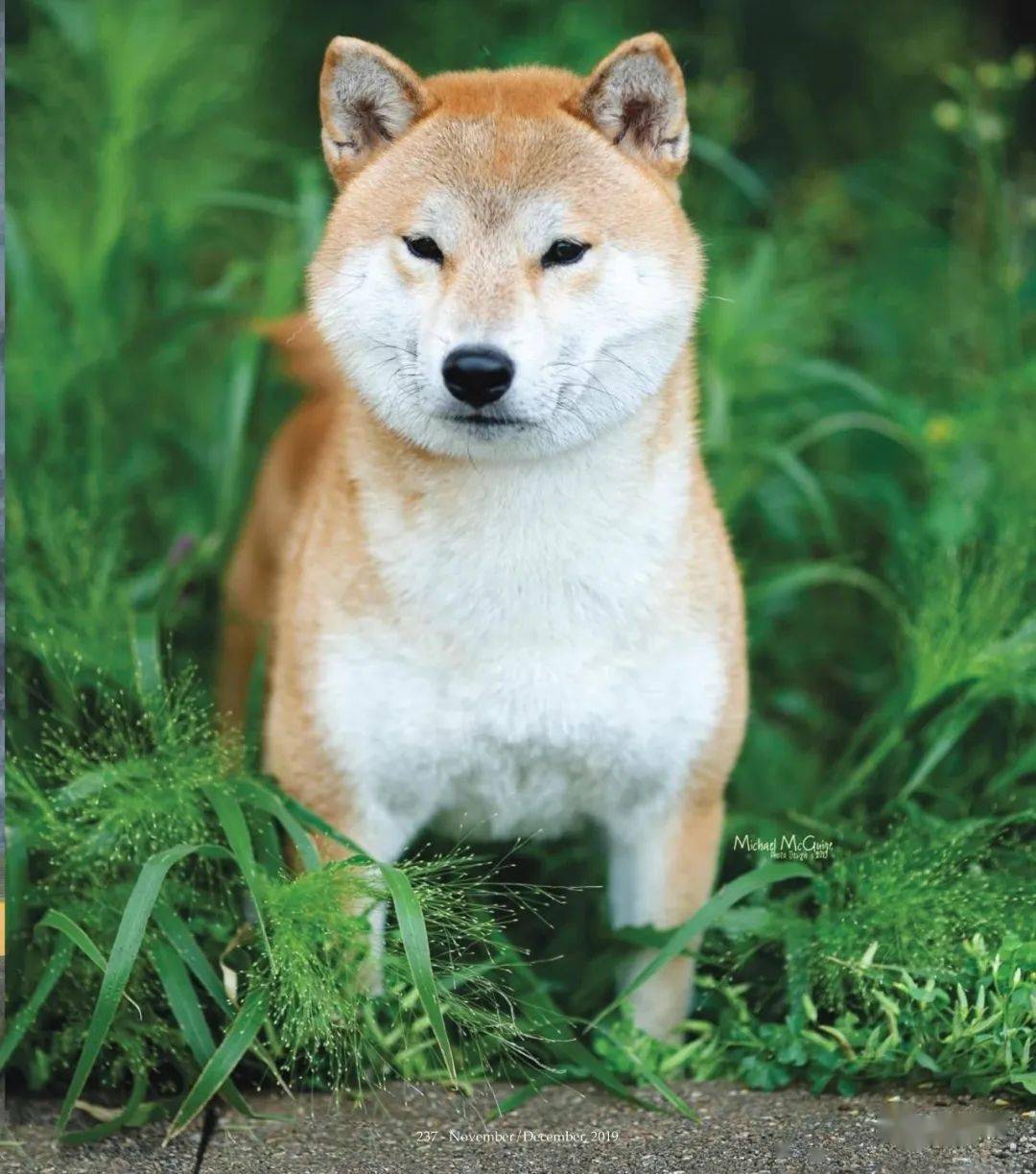日本狗品种柴犬图片