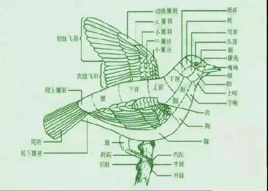 鸽子正羽的结构图图片